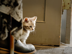 子猫ちゃん♪