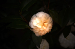 白い花