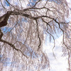 しだれ桜