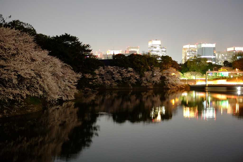 都会の夜桜