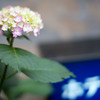 歌舞伎町に花ひらく