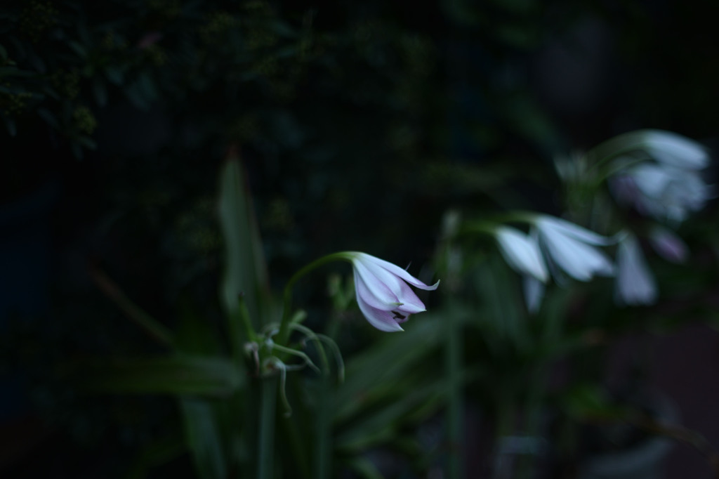 名前わからぬお花さん