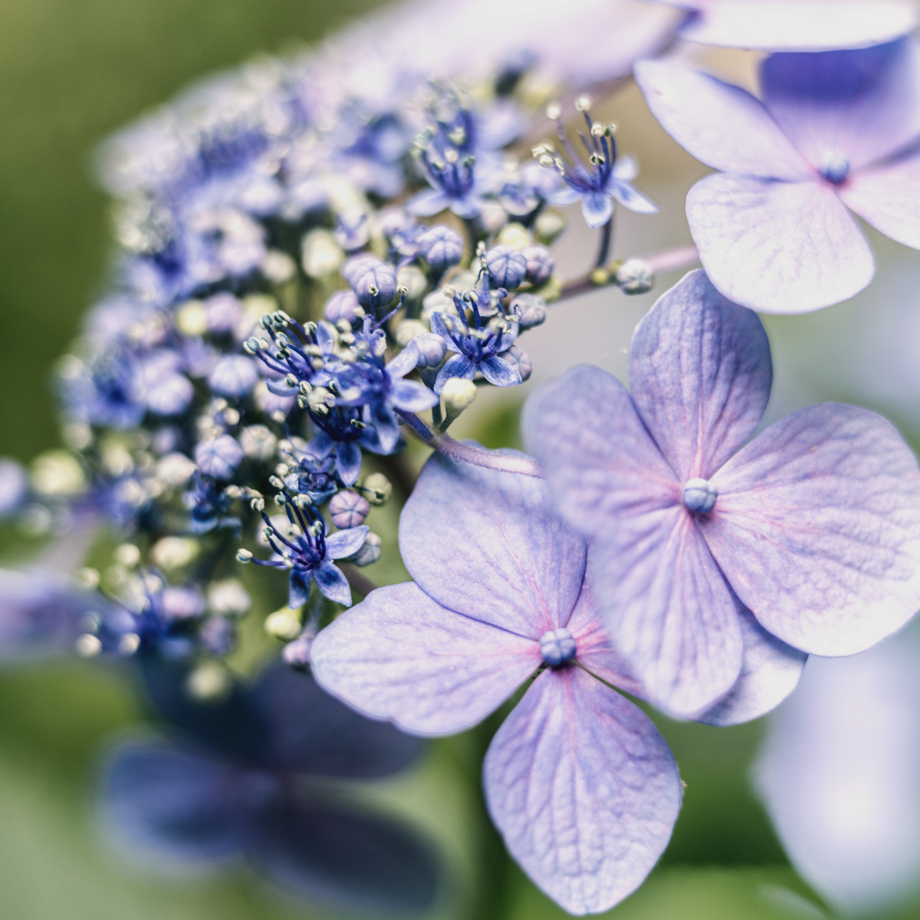 あじさいの花