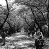 上野寛永寺近辺