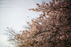 二月の桜