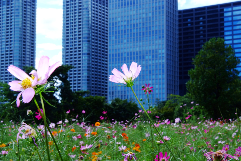 都会の花畑