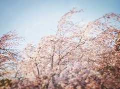 insta cherry blossoms