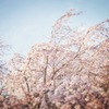 insta cherry blossoms