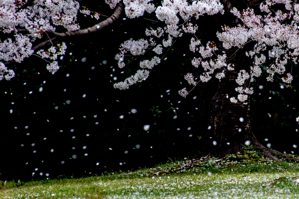 桜舞