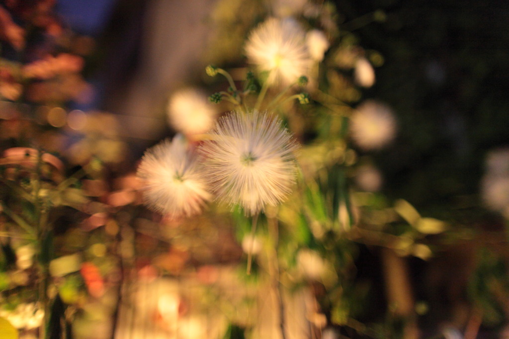 dandelion in the night