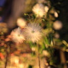 dandelion in the night