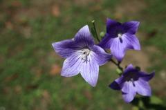 華