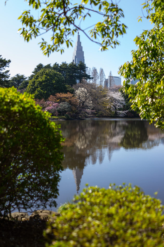 桜の覗景