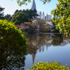 桜の覗景