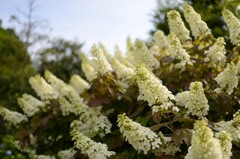 何という花？→柏葉紫陽花
