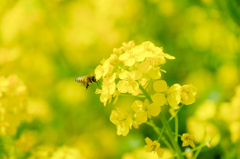 菜の花畑に