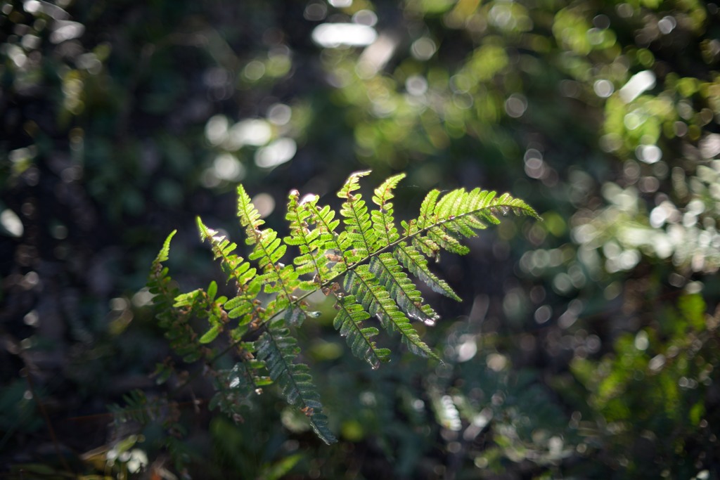 透光植物