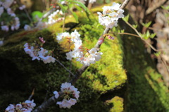 苔むす岩の上