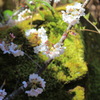 苔むす岩の上
