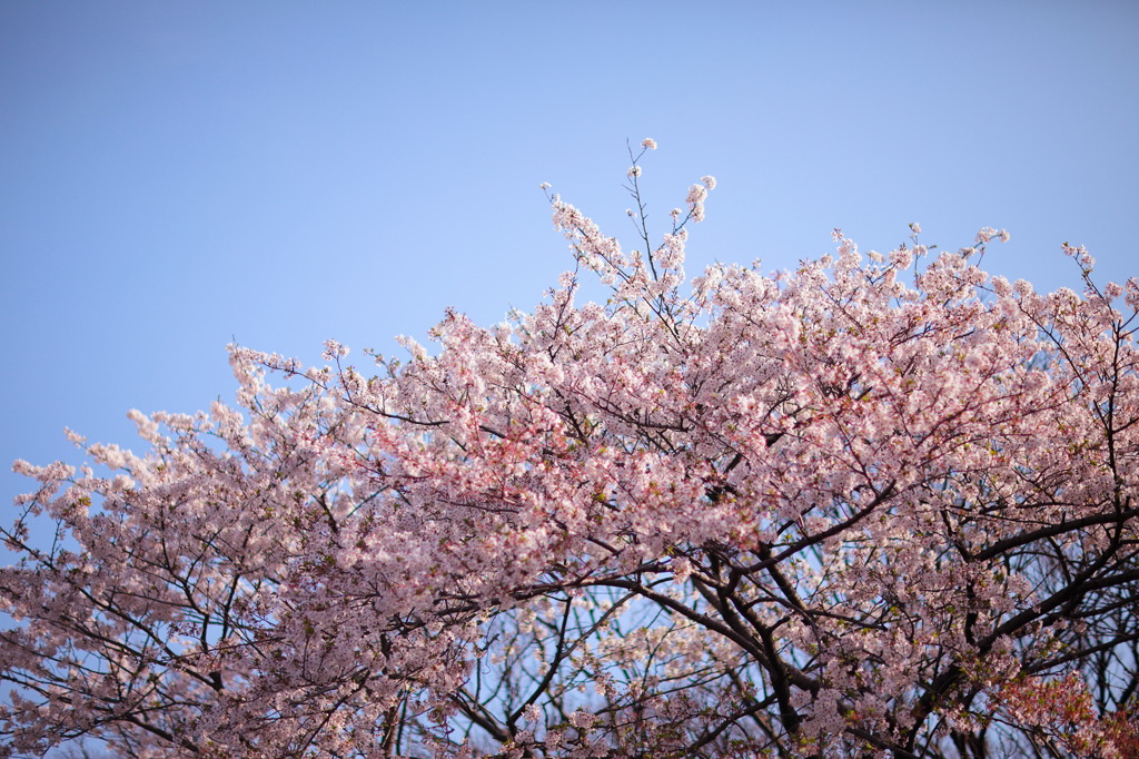 空と桜