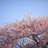 空と桜