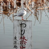 見張り鳥