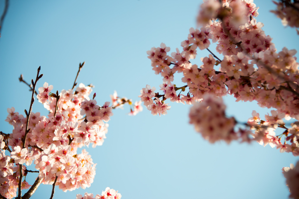 Sakura Bridge