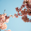 Sakura Bridge