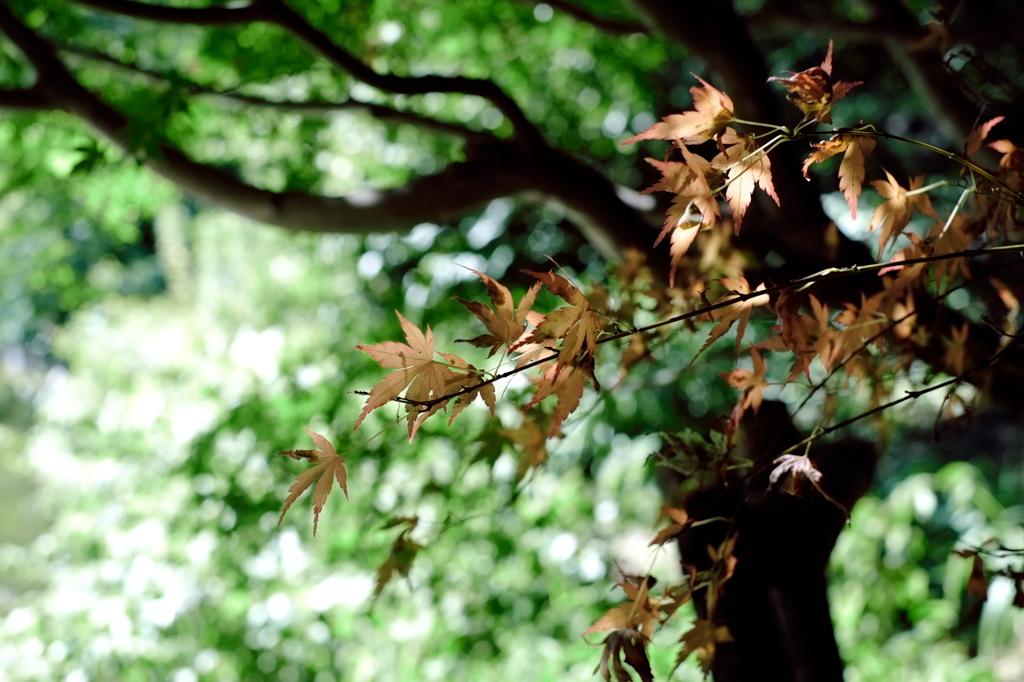 Autumn in summer