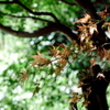Autumn in summer