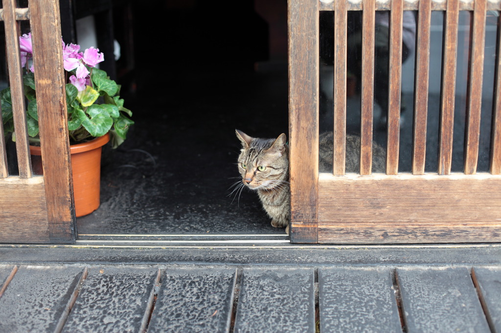 天丼屋の猫
