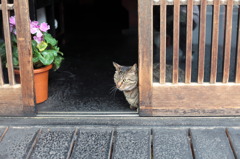 天丼屋の猫