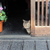 天丼屋の猫