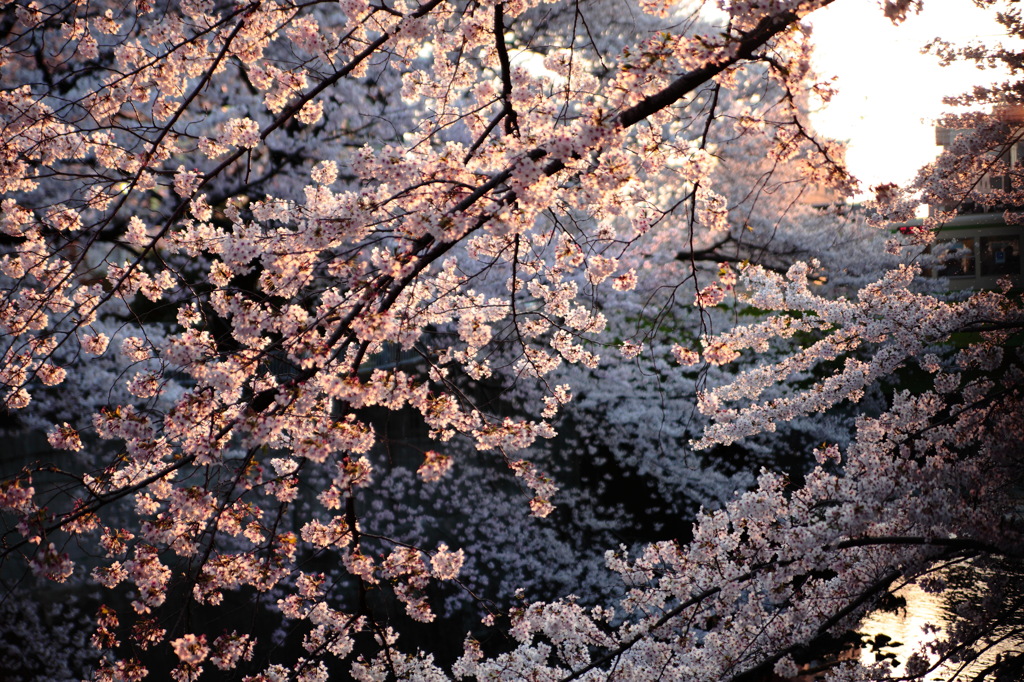 夕陽のマジック