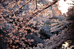 夕陽のマジック