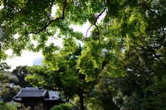 瓦