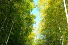 竹林の道２