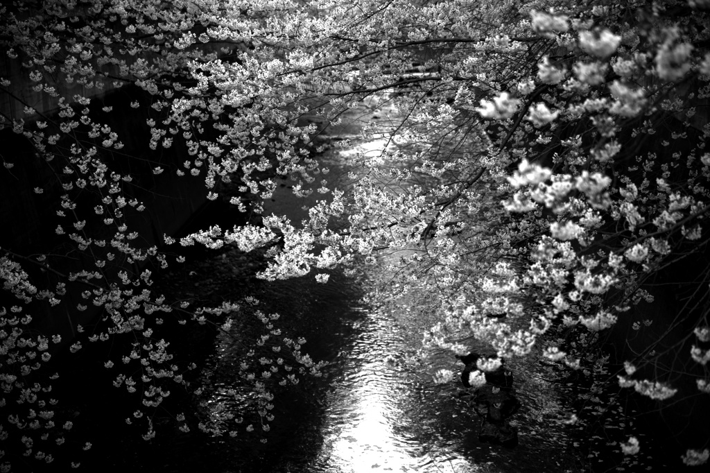 神田川の桜