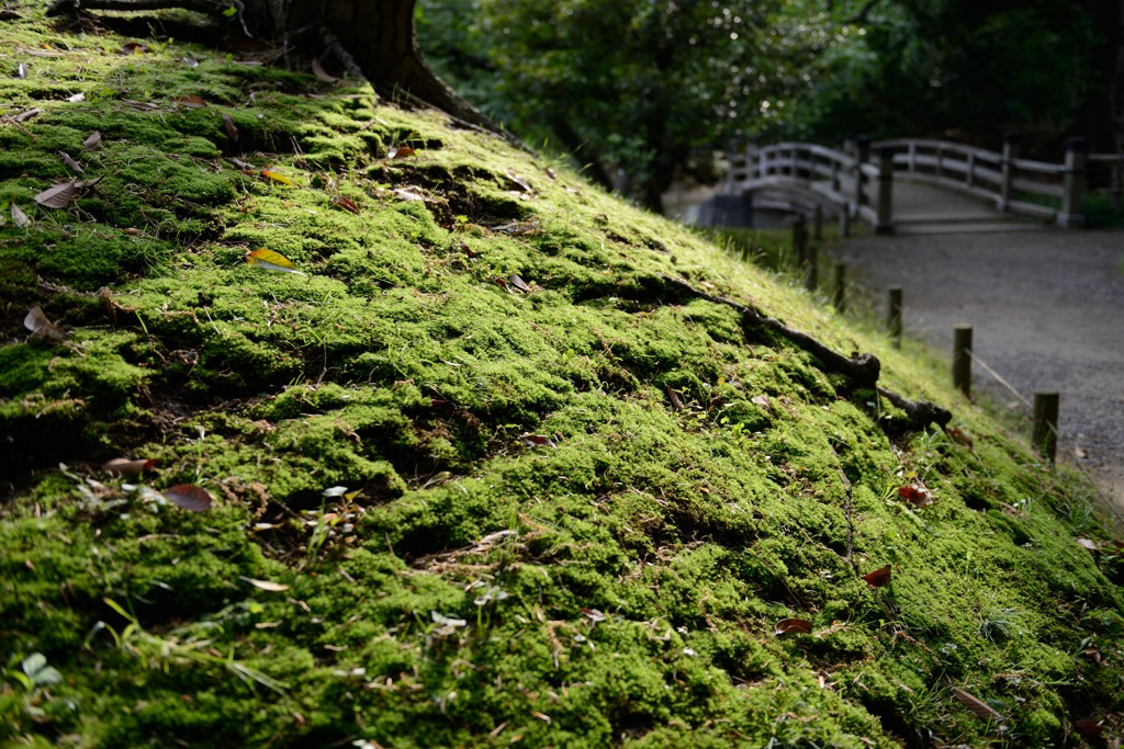 苔むす小山