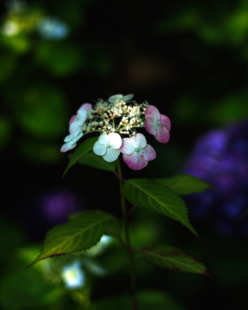 あじさいの花