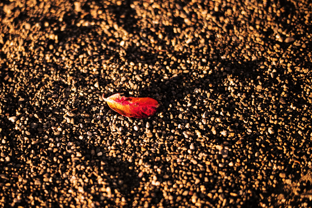 砂利と紅葉
