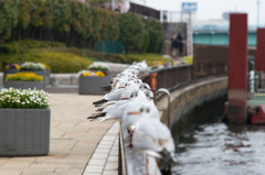 photo2450940撮ってだし