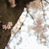 飾られたように