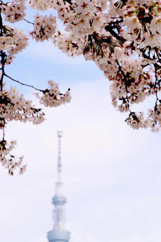 東京下町の春