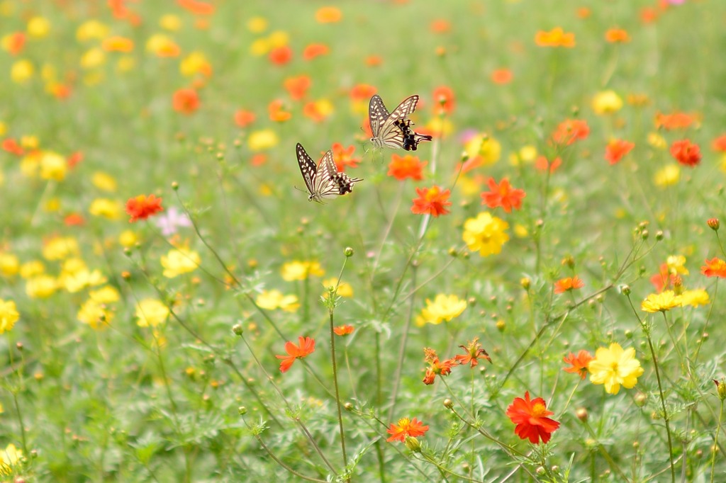 buttrerfly