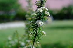 DSCF0926