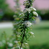 DSCF0926