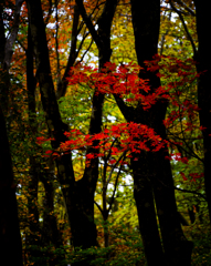 林中に光る紅葉
