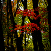 林中に光る紅葉