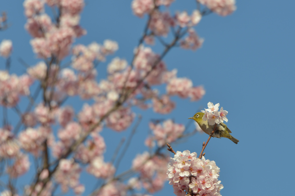 桜目次郎の一休み